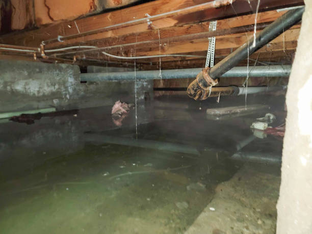 Best Carpet water damage restoration  in Parole, MD